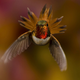 Image for article titled The most inspiring nature photography of the year